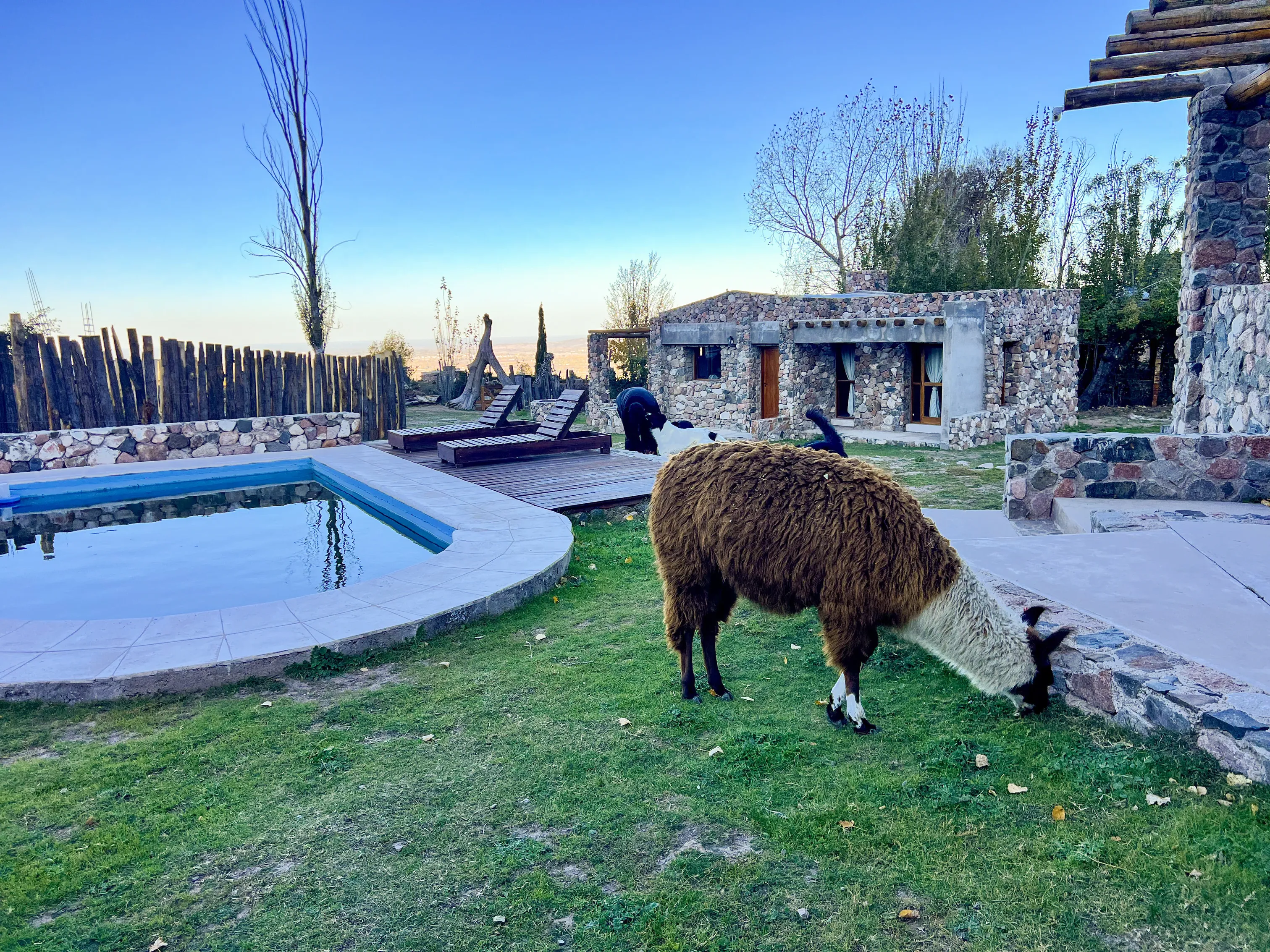 Pileta y Fauna Local